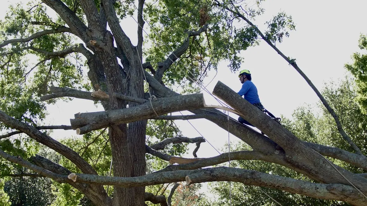Professional Hazardous Tree Removal performed by certified arborists in Pharr